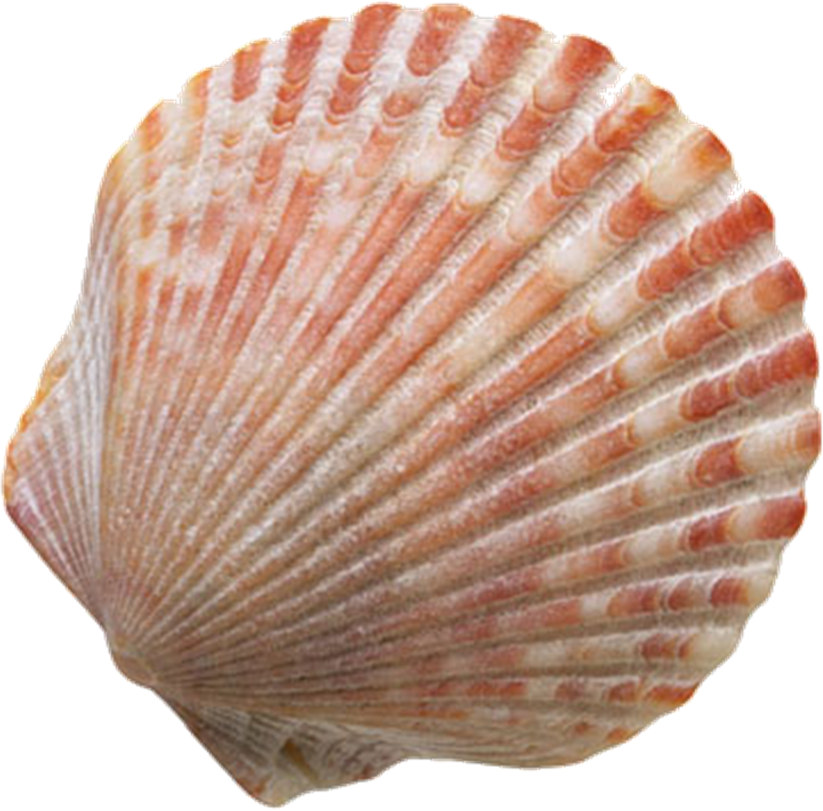 Sher Your Scraps: Sand and Shells Digital Scrapbooking